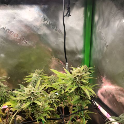 Platinum Cake growlog timeline photo