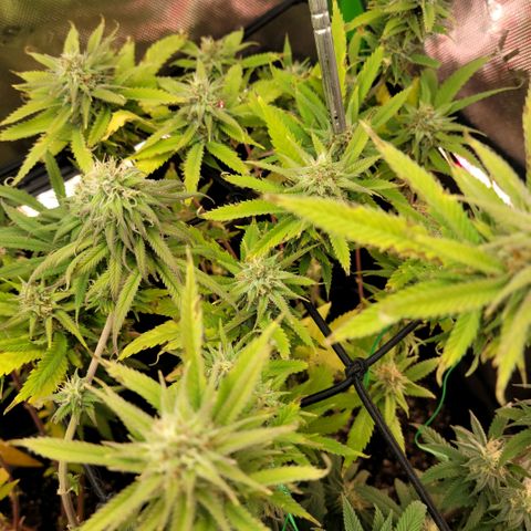 Platinum Cake growlog timeline photo