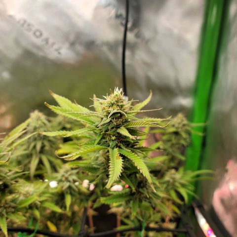 Platinum Cake growlog timeline photo