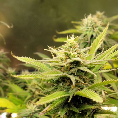 Platinum Cake growlog timeline photo