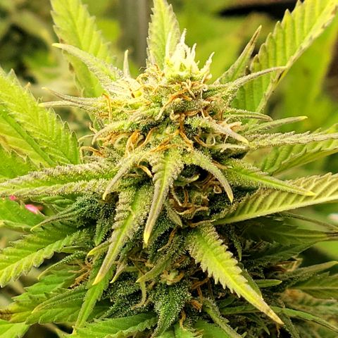 Platinum Cake growlog timeline photo