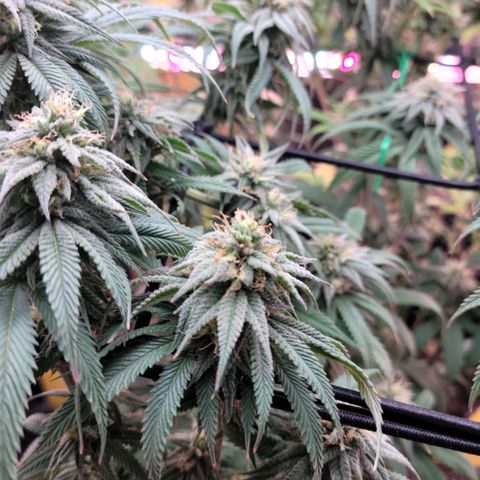 Northern Lights 1 and 2 growlog timeline photo