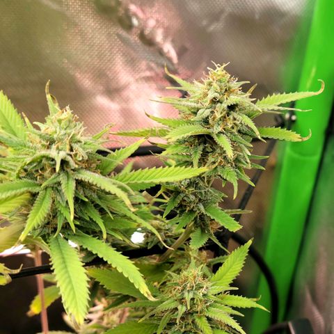 Platinum Cake growlog timeline photo