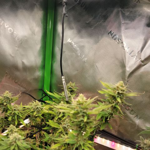 Platinum Cake growlog timeline photo