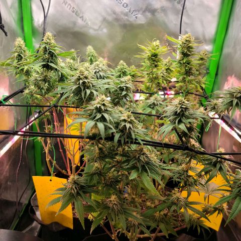 Platinum Cake growlog timeline photo