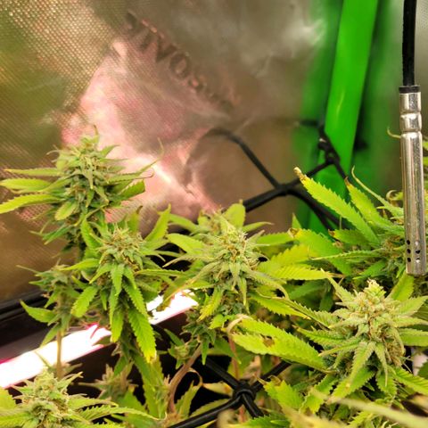 Platinum Cake growlog timeline photo