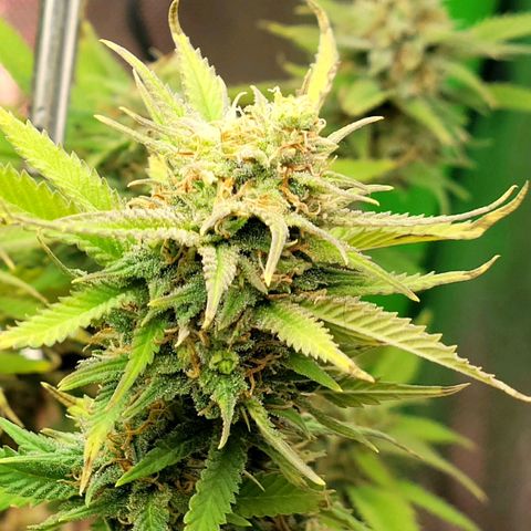 Platinum Cake growlog timeline photo