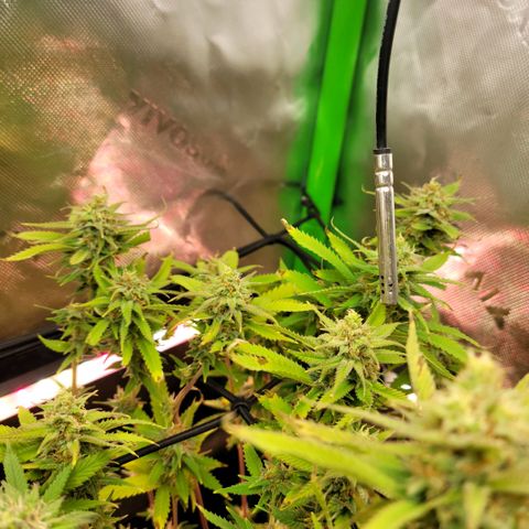 Platinum Cake growlog timeline photo