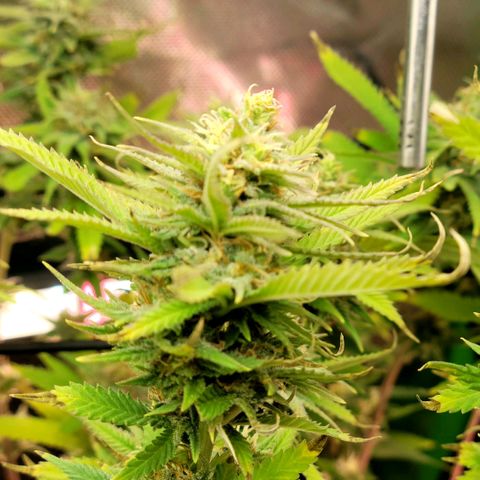 Platinum Cake growlog timeline photo