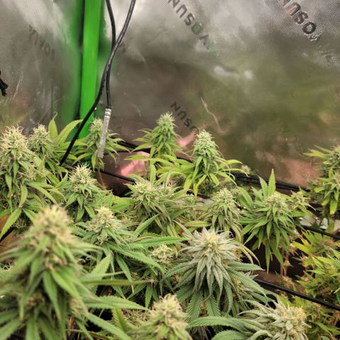 Northern Lights 1 and 2 growlog timeline photo