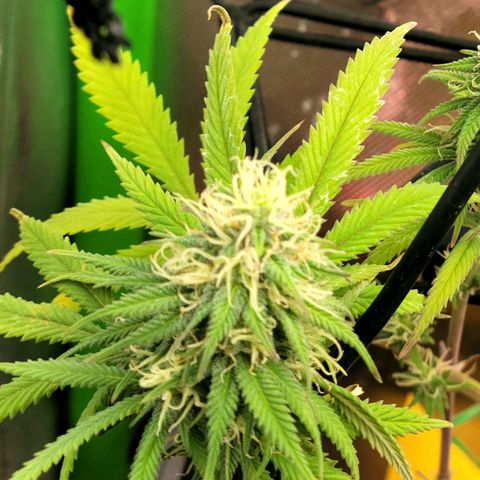 Northern Lights 1 and 2 growlog timeline photo