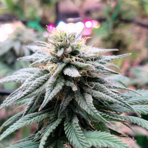 Northern Lights 1 and 2 growlog timeline photo