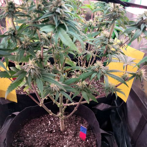 Northern Lights 1 and 2 growlog timeline photo