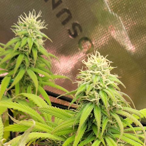 Northern Lights 1 and 2 growlog timeline photo