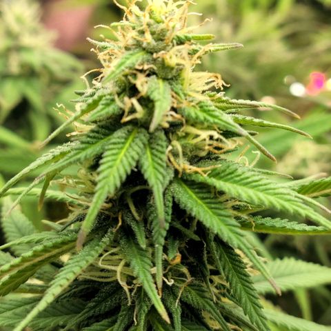 Northern Lights 1 and 2 growlog timeline photo