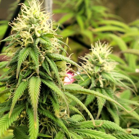 Northern Lights 1 and 2 growlog timeline photo