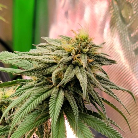 Northern Lights 1 and 2 growlog timeline photo