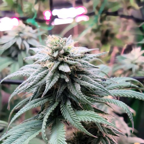 Northern Lights 1 and 2 growlog timeline photo