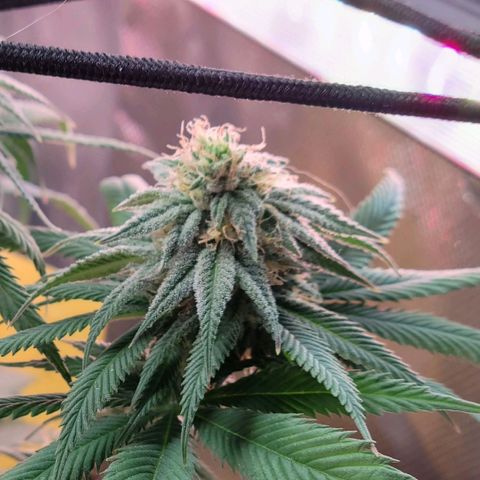 Northern Lights 1 and 2 growlog timeline photo