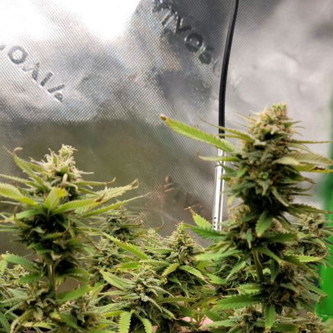 Platinum Cake growlog timeline photo