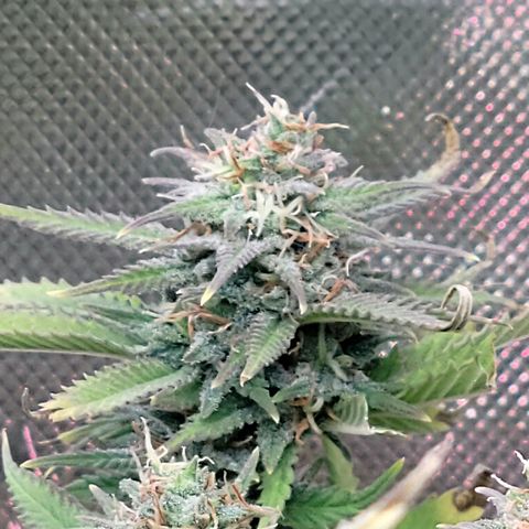 Platinum Cake growlog timeline photo
