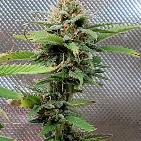 Platinum Cake growlog timeline photo