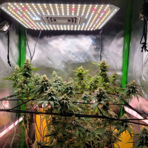 Northern Lights 1 and 2 growlog timeline photo