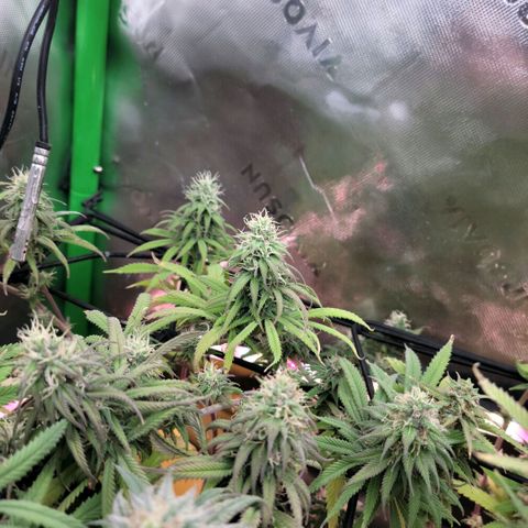 Northern Lights 1 and 2 growlog timeline photo