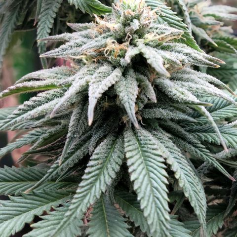 Northern Lights 1 and 2 growlog timeline photo