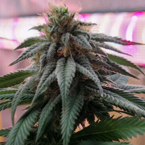 Northern Lights 1 and 2 growlog timeline photo