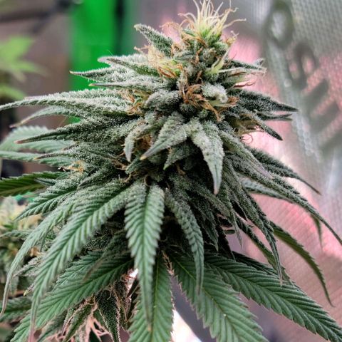 Northern Lights 1 and 2 growlog timeline photo