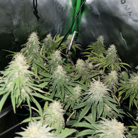 Northern Lights 1 and 2 growlog timeline photo