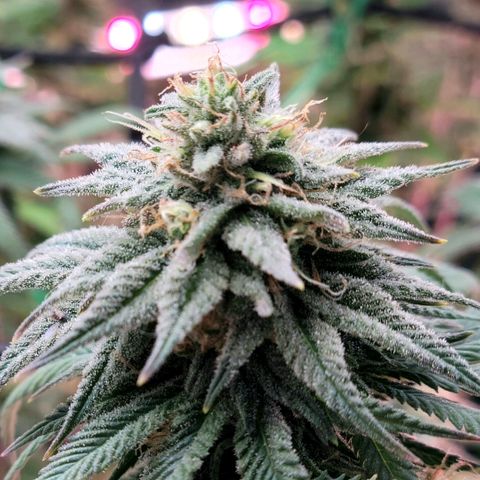 Northern Lights 1 and 2 growlog timeline photo