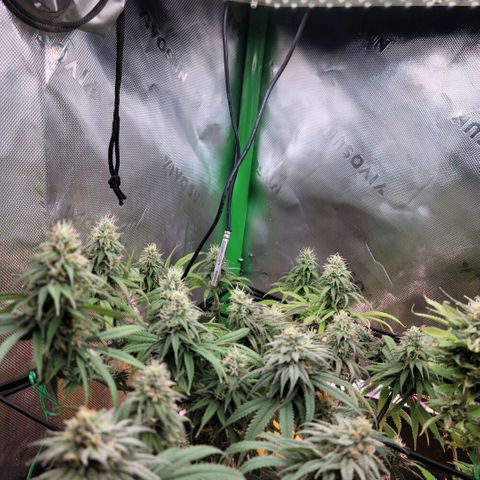 Northern Lights 1 and 2 growlog timeline photo