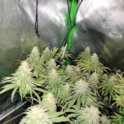 Northern Lights 1 and 2 growlog timeline photo