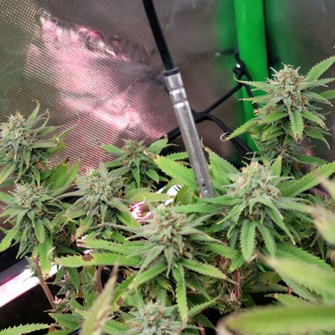 Platinum Cake growlog timeline photo