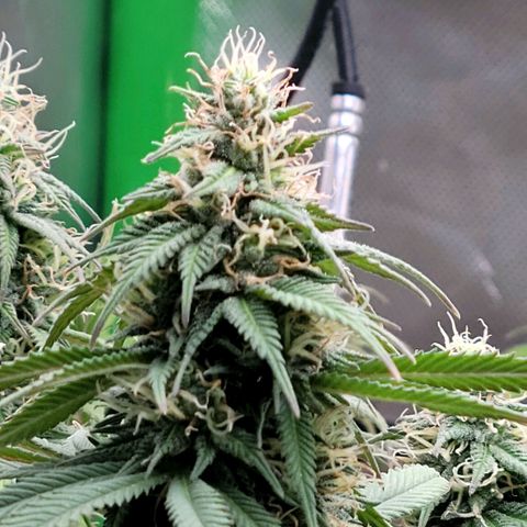 Northern Lights 1 and 2 growlog timeline photo