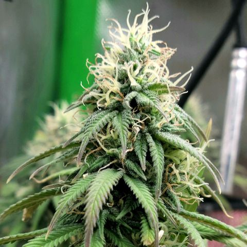 Northern Lights 1 and 2 growlog timeline photo