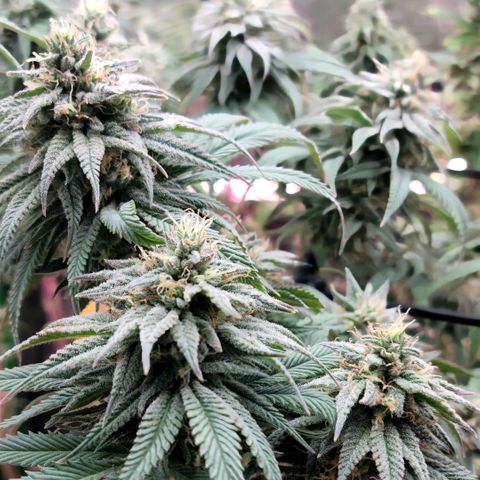 Northern Lights 1 and 2 growlog timeline photo