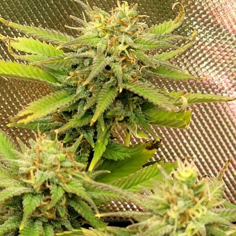 Platinum Cake growlog timeline photo