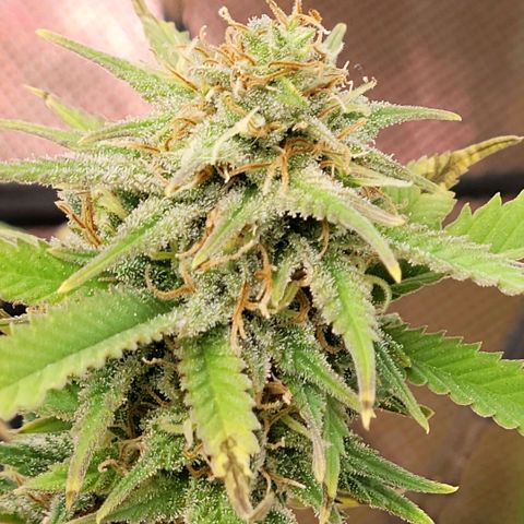 Platinum Cake growlog timeline photo