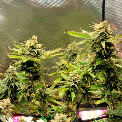 Platinum Cake growlog timeline photo