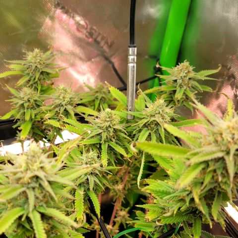 Platinum Cake growlog timeline photo