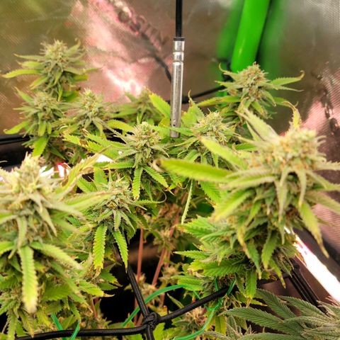 Platinum Cake growlog timeline photo