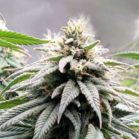 Northern Lights 1 and 2 growlog timeline photo