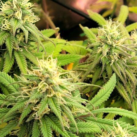 Northern Lights 1 and 2 growlog timeline photo