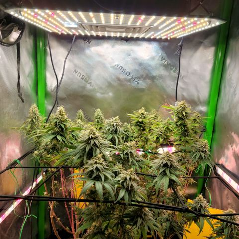 Northern Lights 1 and 2 growlog timeline photo