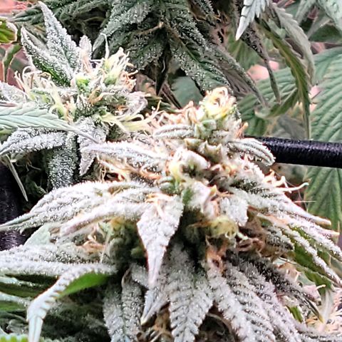 Northern Lights 1 and 2 growlog timeline photo