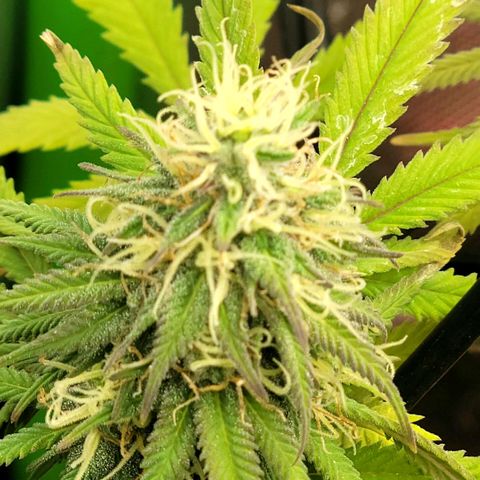 Northern Lights 1 and 2 growlog timeline photo