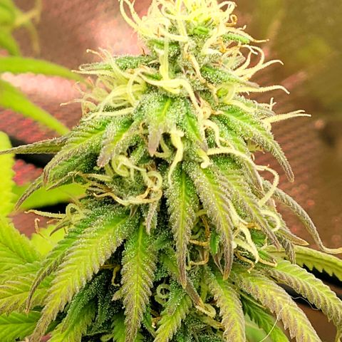 Northern Lights 1 and 2 growlog timeline photo